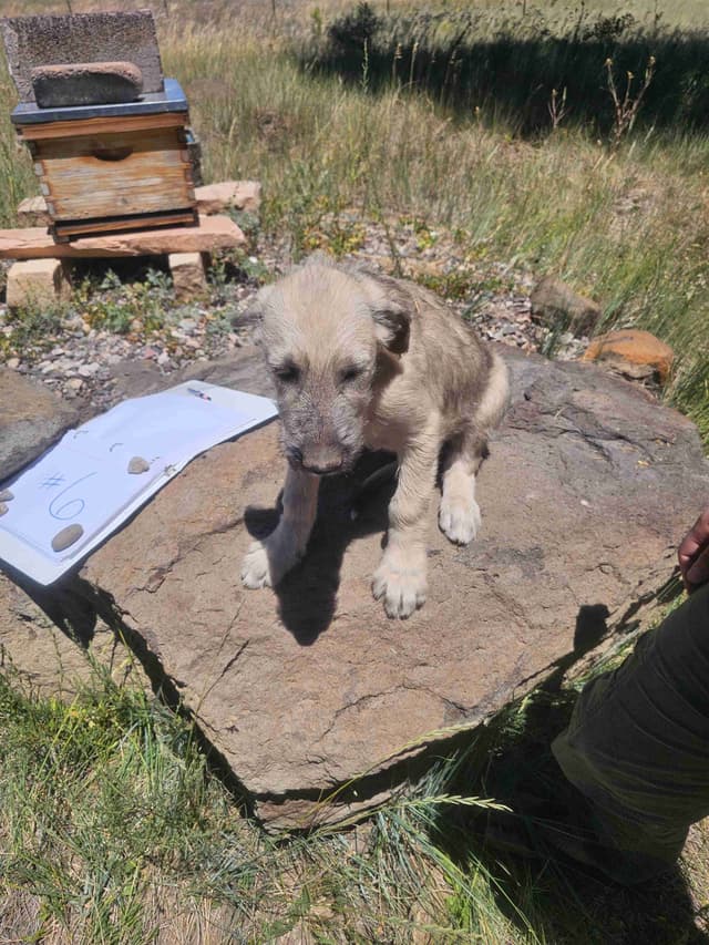 Irish Wolfhound Puppies media 7