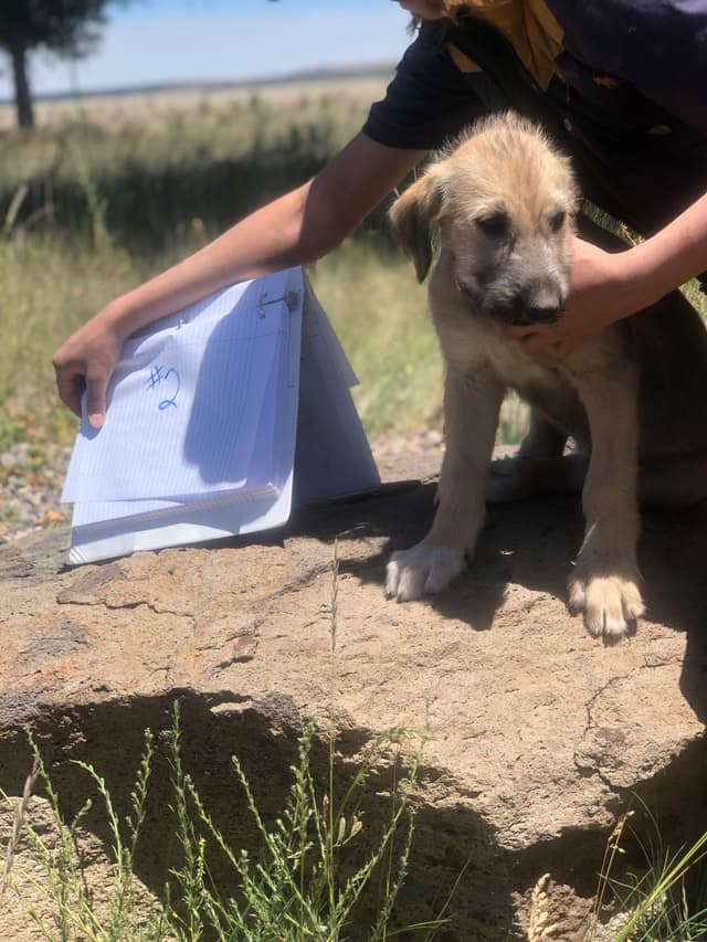 Irish Wolfhound Puppies media 10