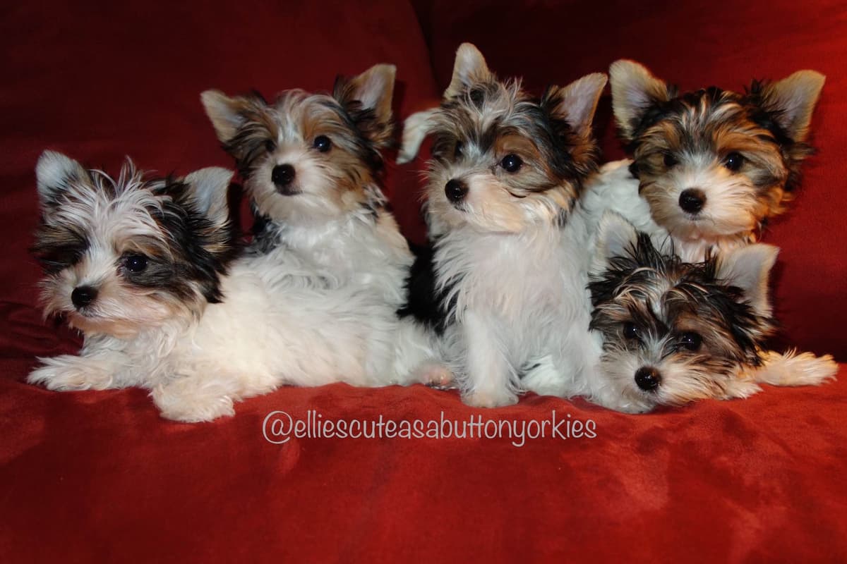 Yorkshire Terrier Puppies breeder image 1