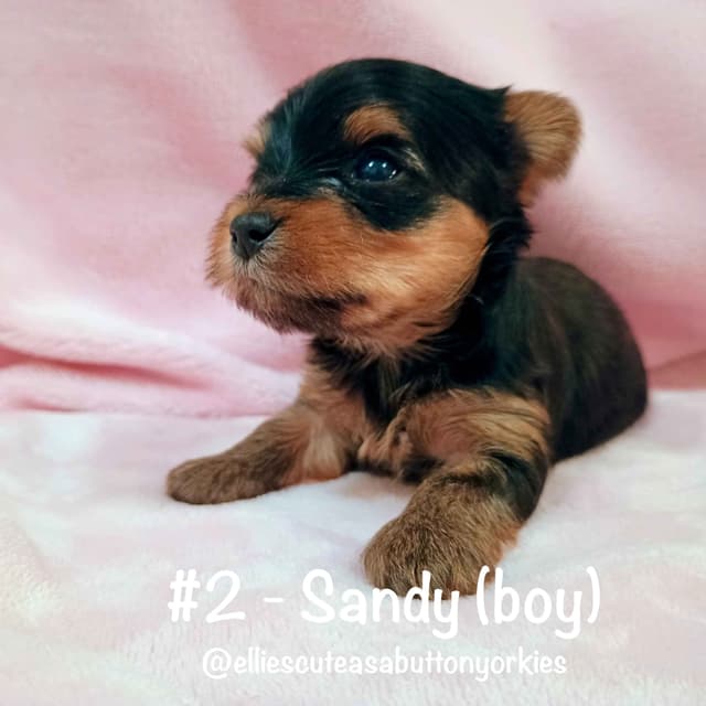Yorkshire Terrier Puppies media 2