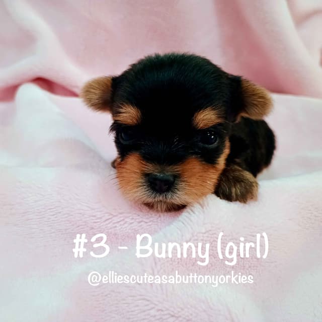 Yorkshire Terrier Puppies media 3