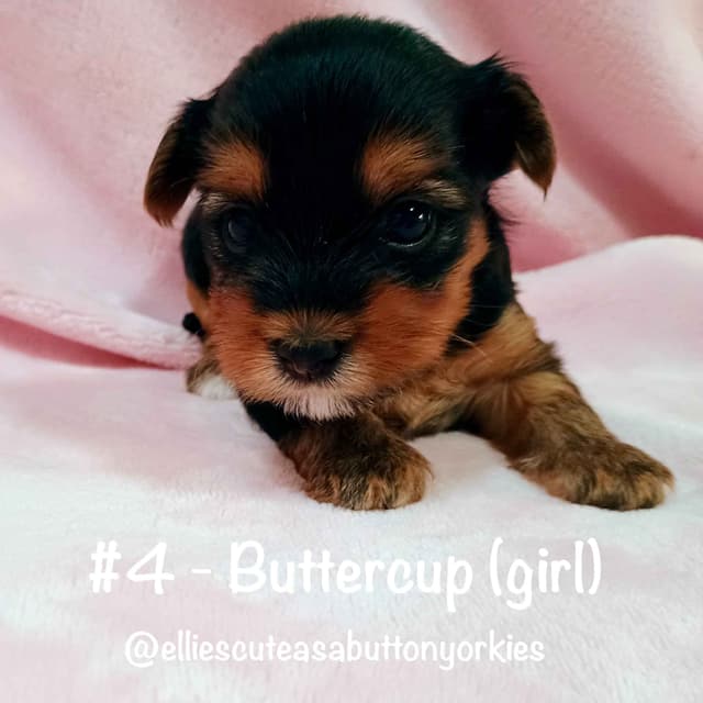 Yorkshire Terrier Puppies media 4