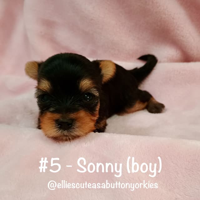 Yorkshire Terrier Puppies media 5