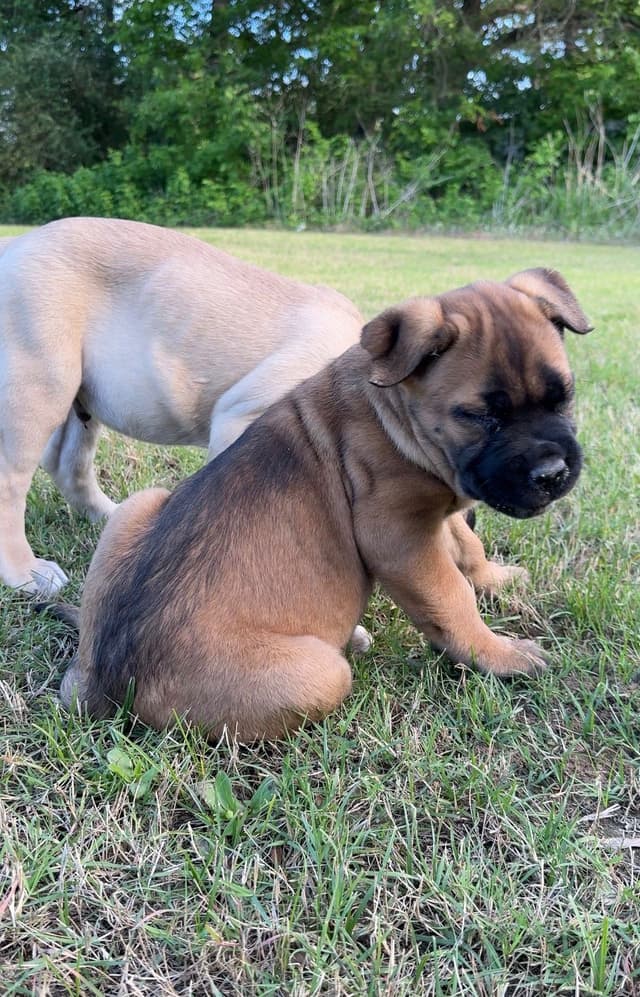 Cane Corso Puppies Rainbow litter media 10