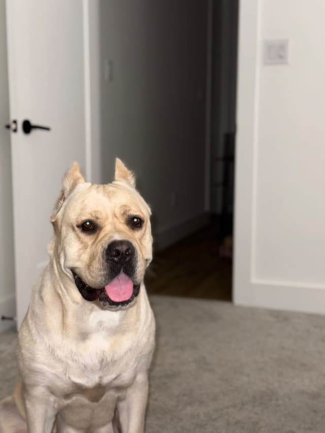 Cane Corso Puppies Rainbow litter media 11