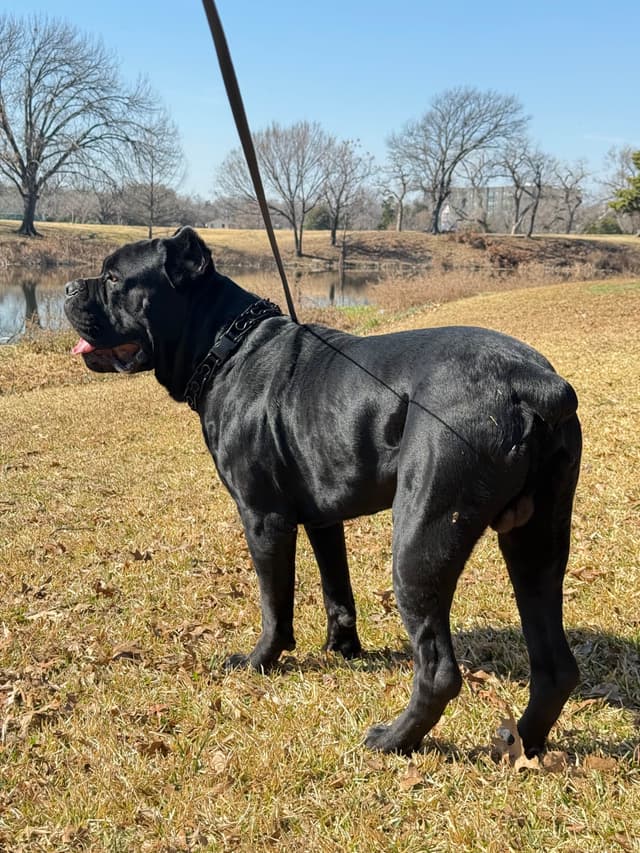 Cane Corso Puppies Rainbow litter media 14