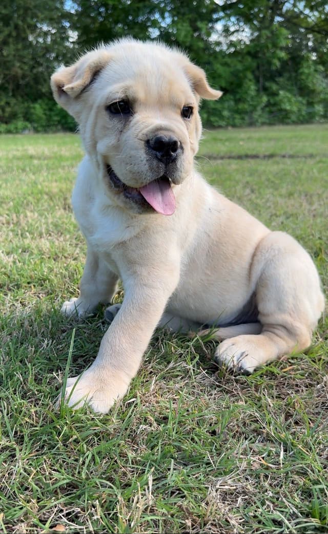 Cane Corso Puppies Rainbow litter media 2