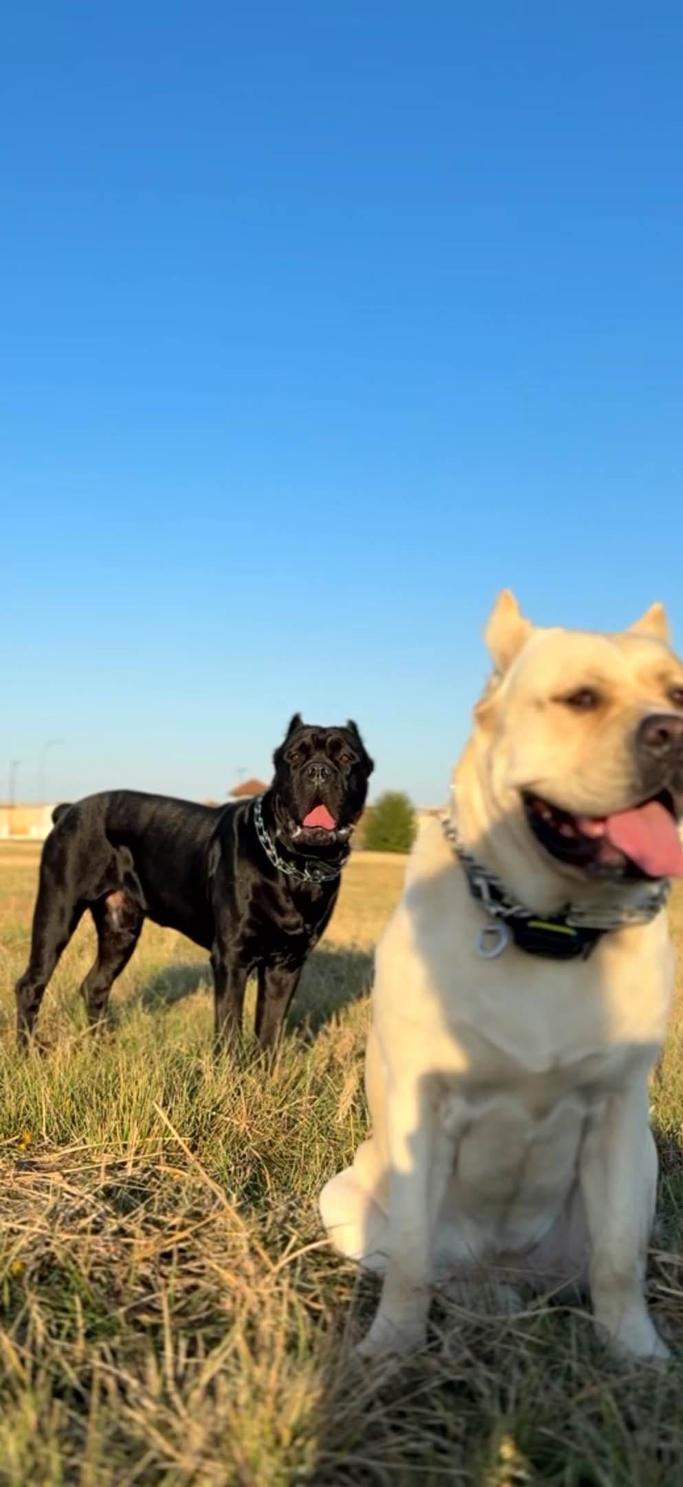 Cane Corso Puppies Rainbow litter breeder image 2