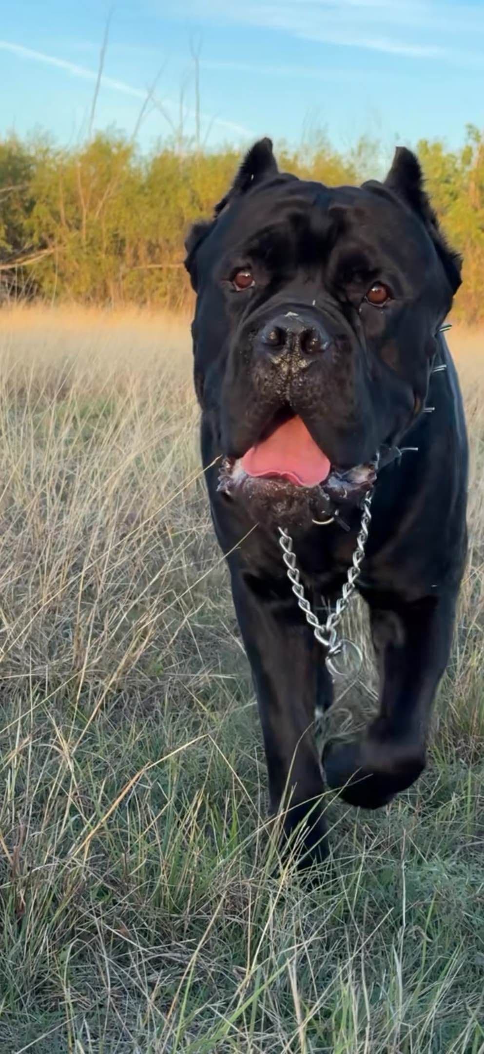 Cane Corso Puppies Rainbow litter breeder image 3