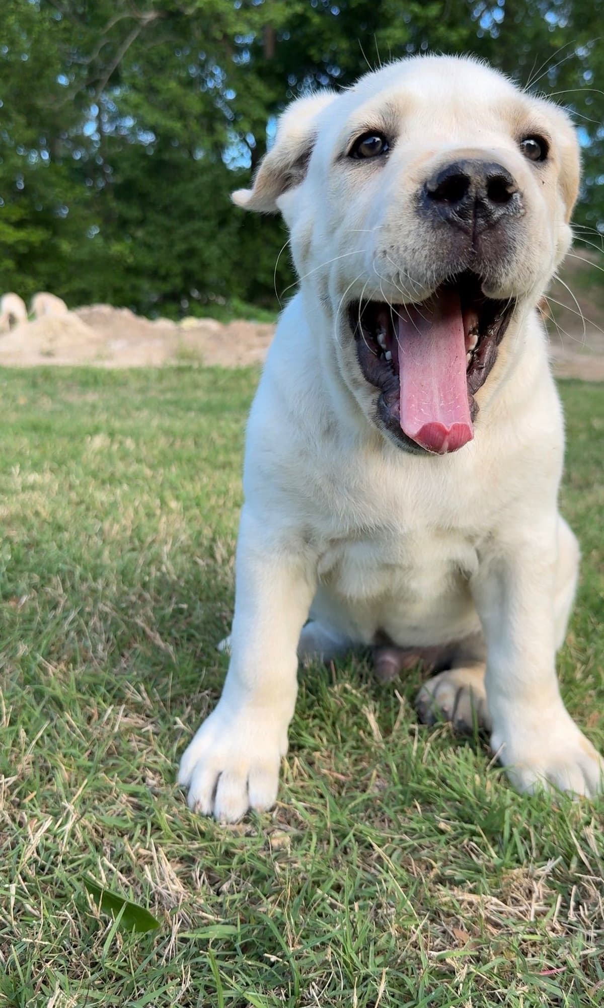 Cane Corso Puppies Rainbow litter breeder image 7