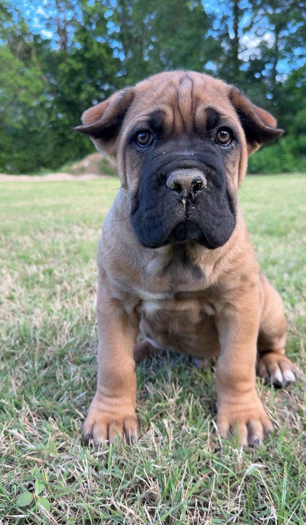 Cane Corso Puppies Rainbow litter breeder image 12