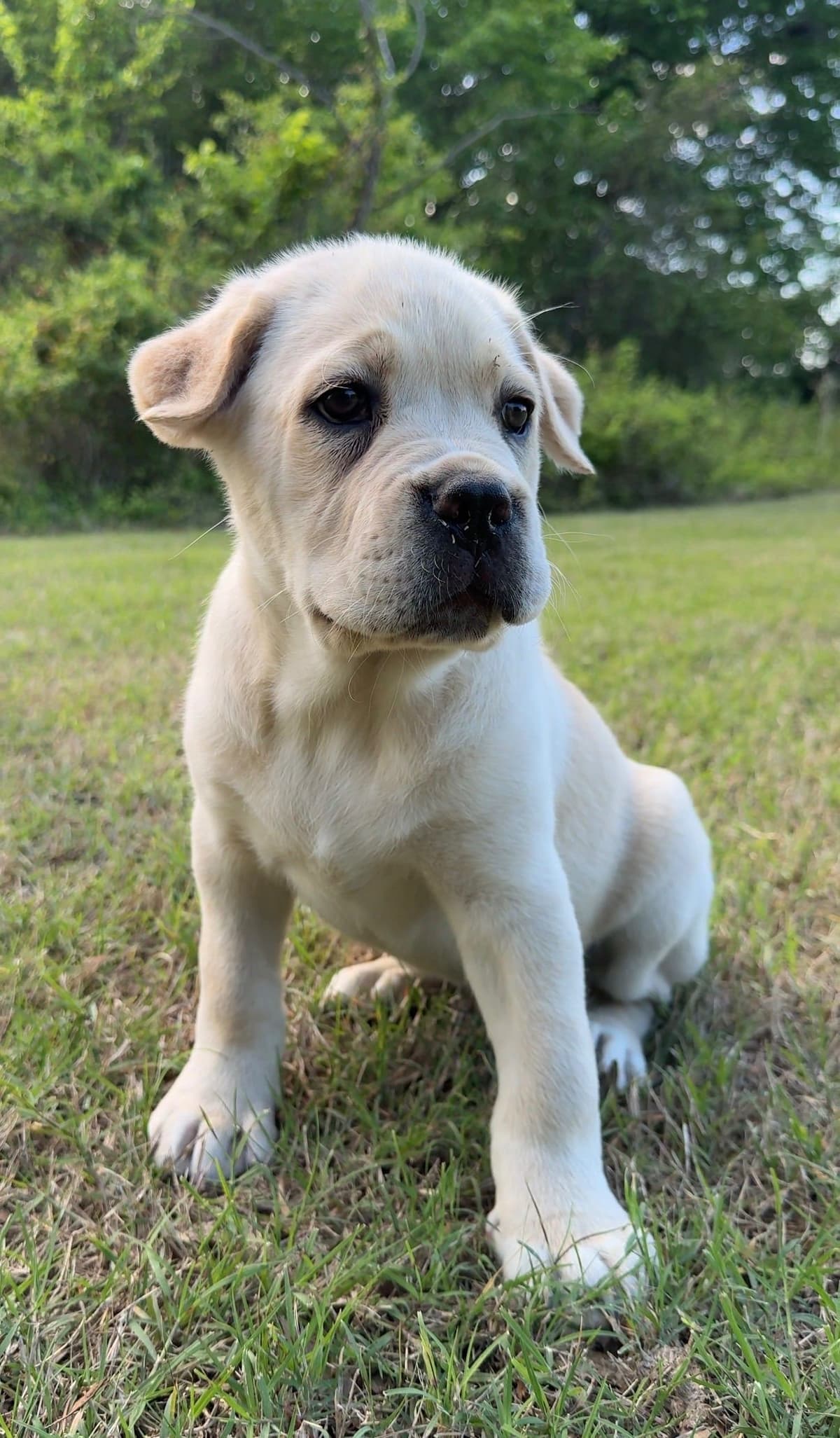 Cane Corso Puppies Rainbow litter breeder image 6