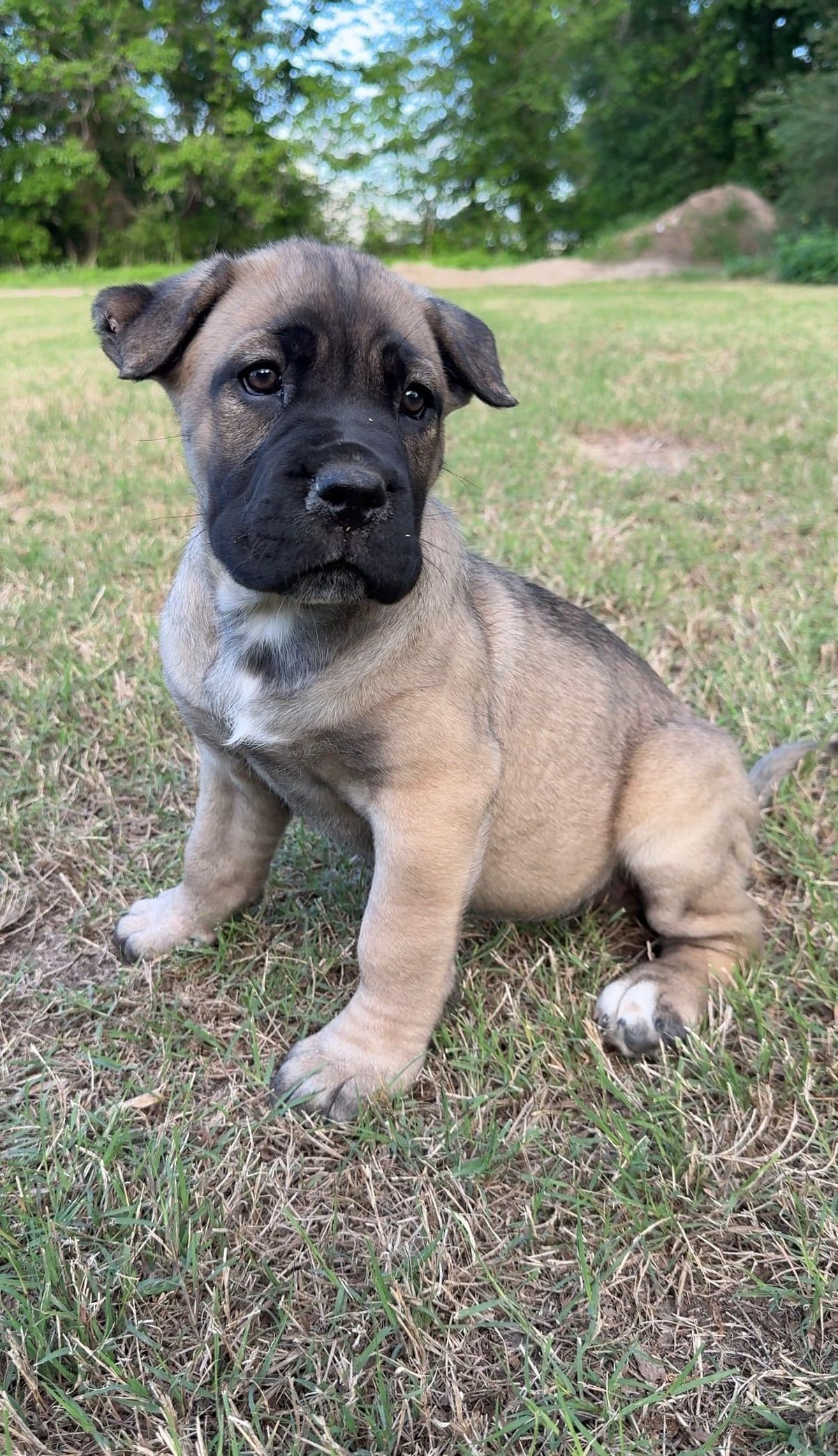 Cane Corso Puppies Rainbow litter breeder image 11