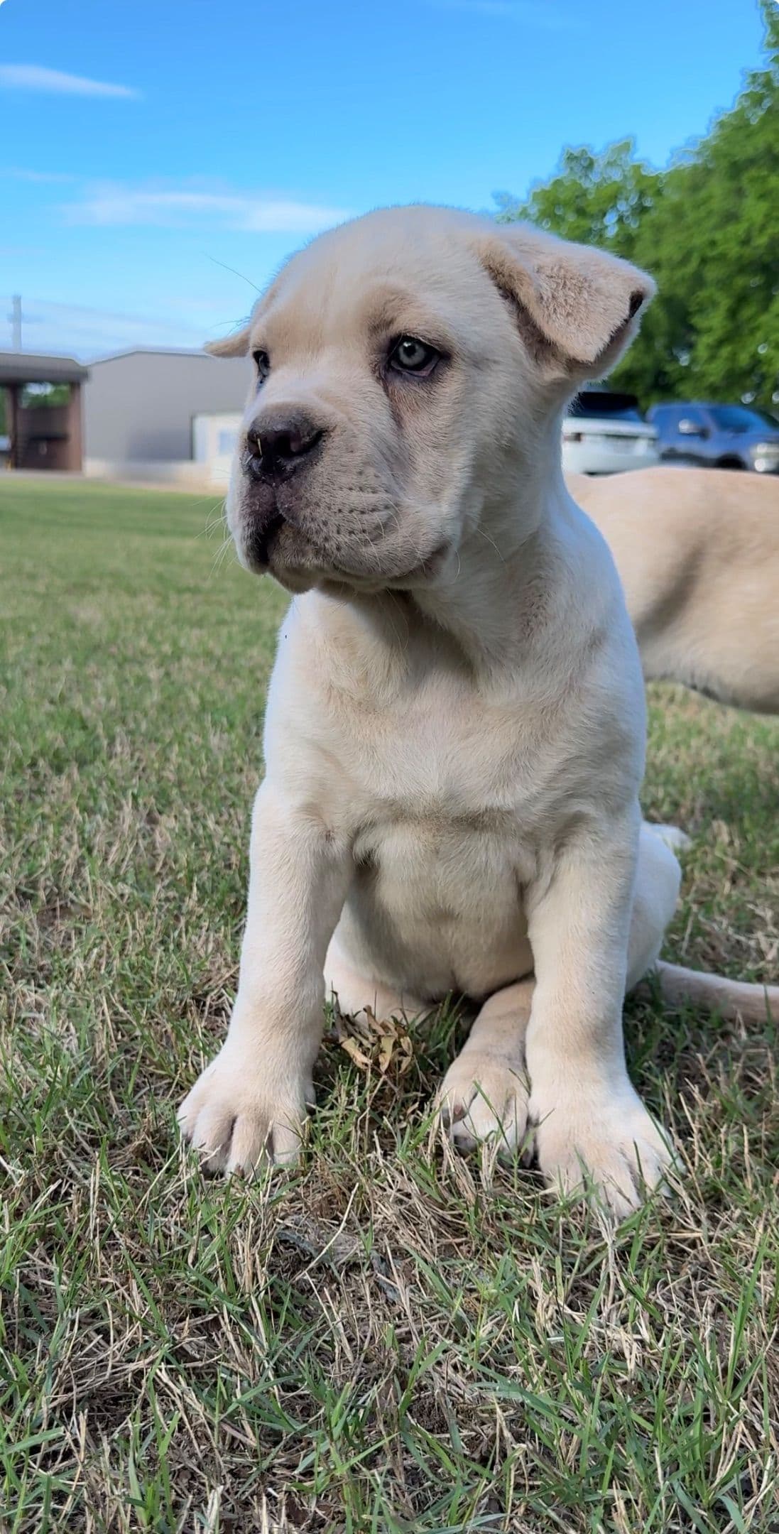 Cane Corso Puppies Rainbow litter breeder image 4