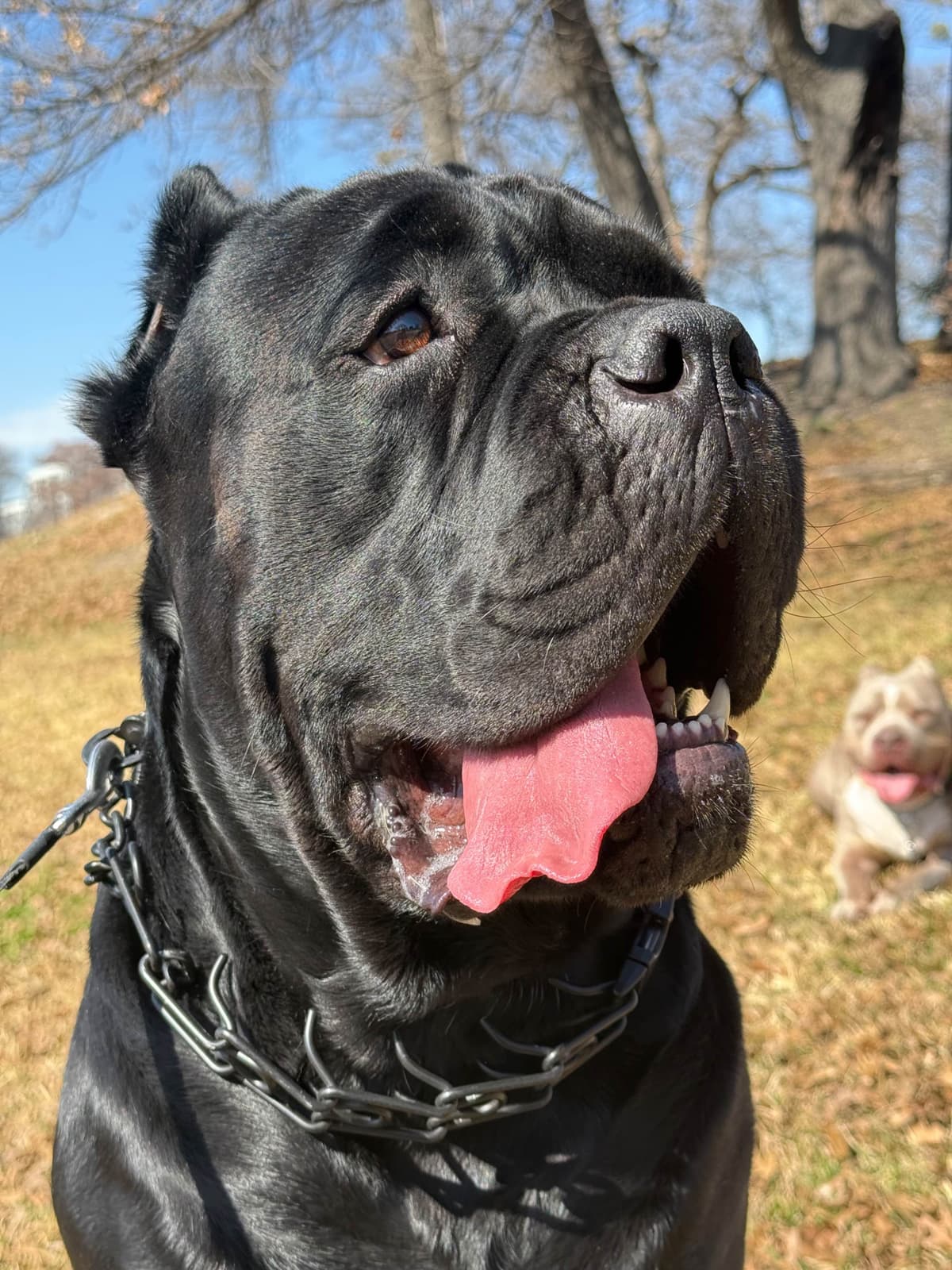 Cane Corso Puppies Rainbow litter breeder image 15