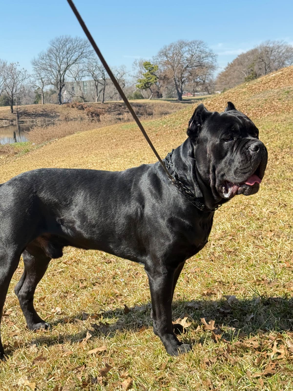 Cane Corso Puppies Rainbow litter breeder image 16