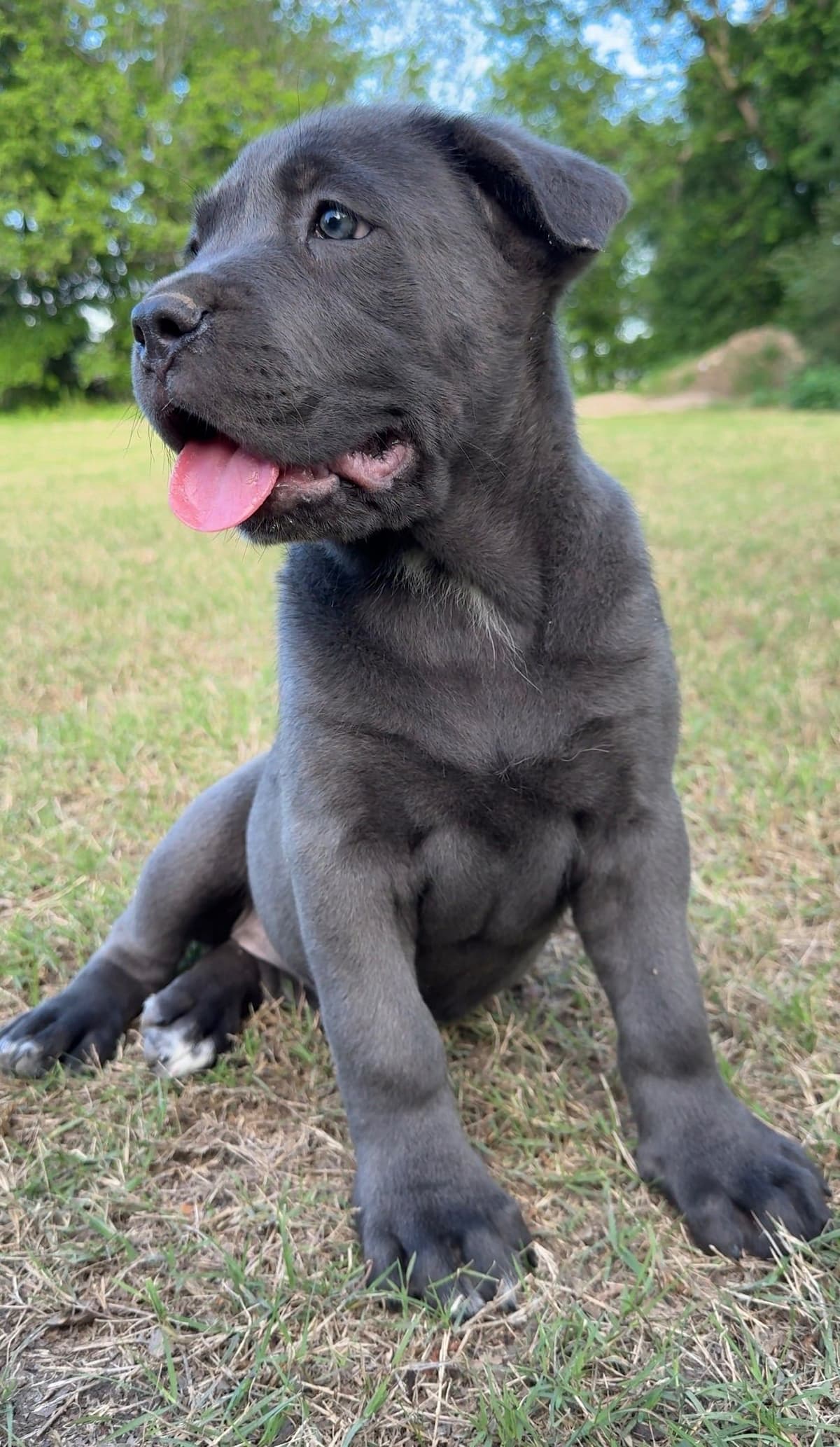 Cane Corso Puppies Rainbow litter breeder image 9