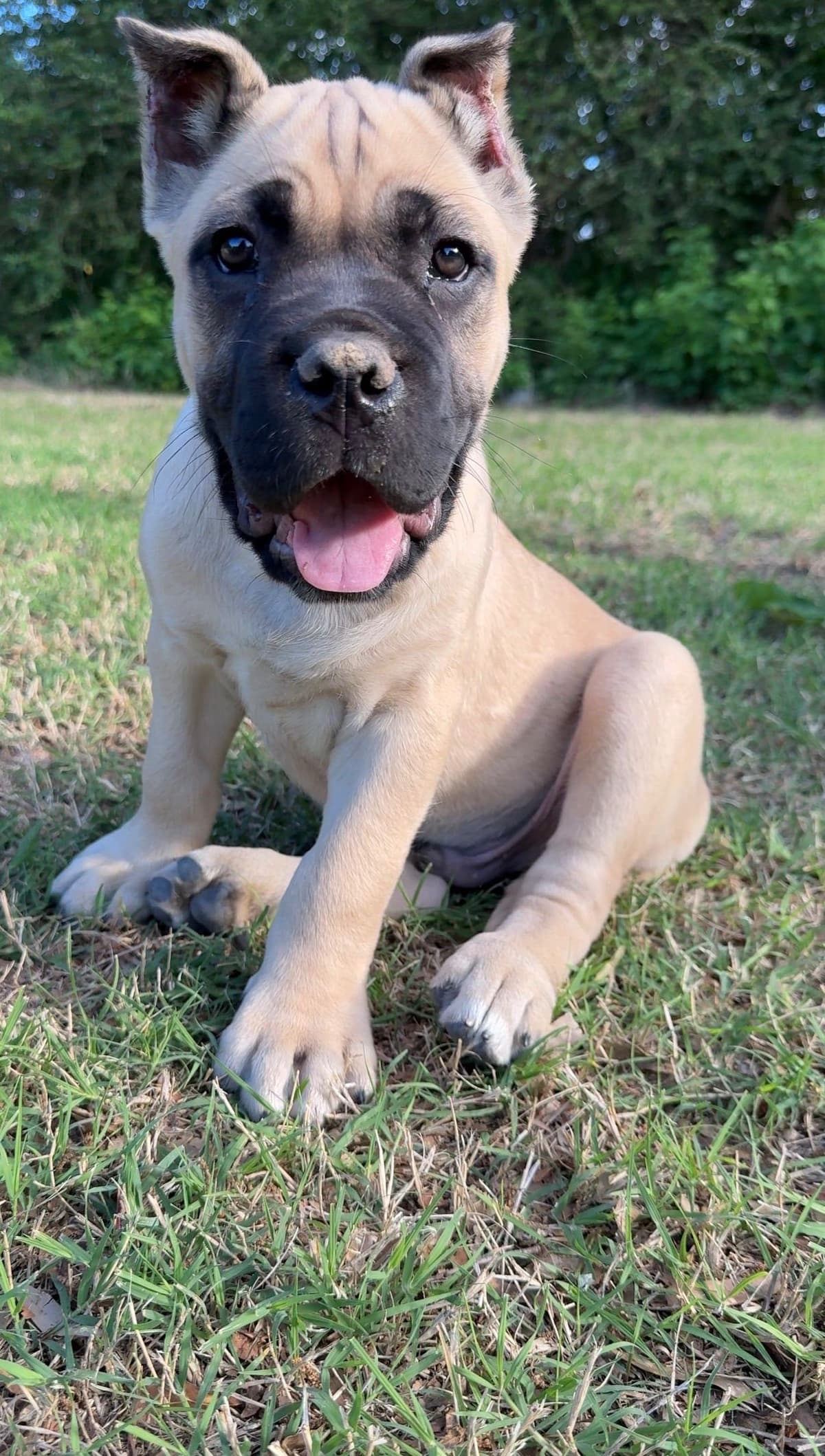 Cane Corso Puppies Rainbow litter breeder image 10