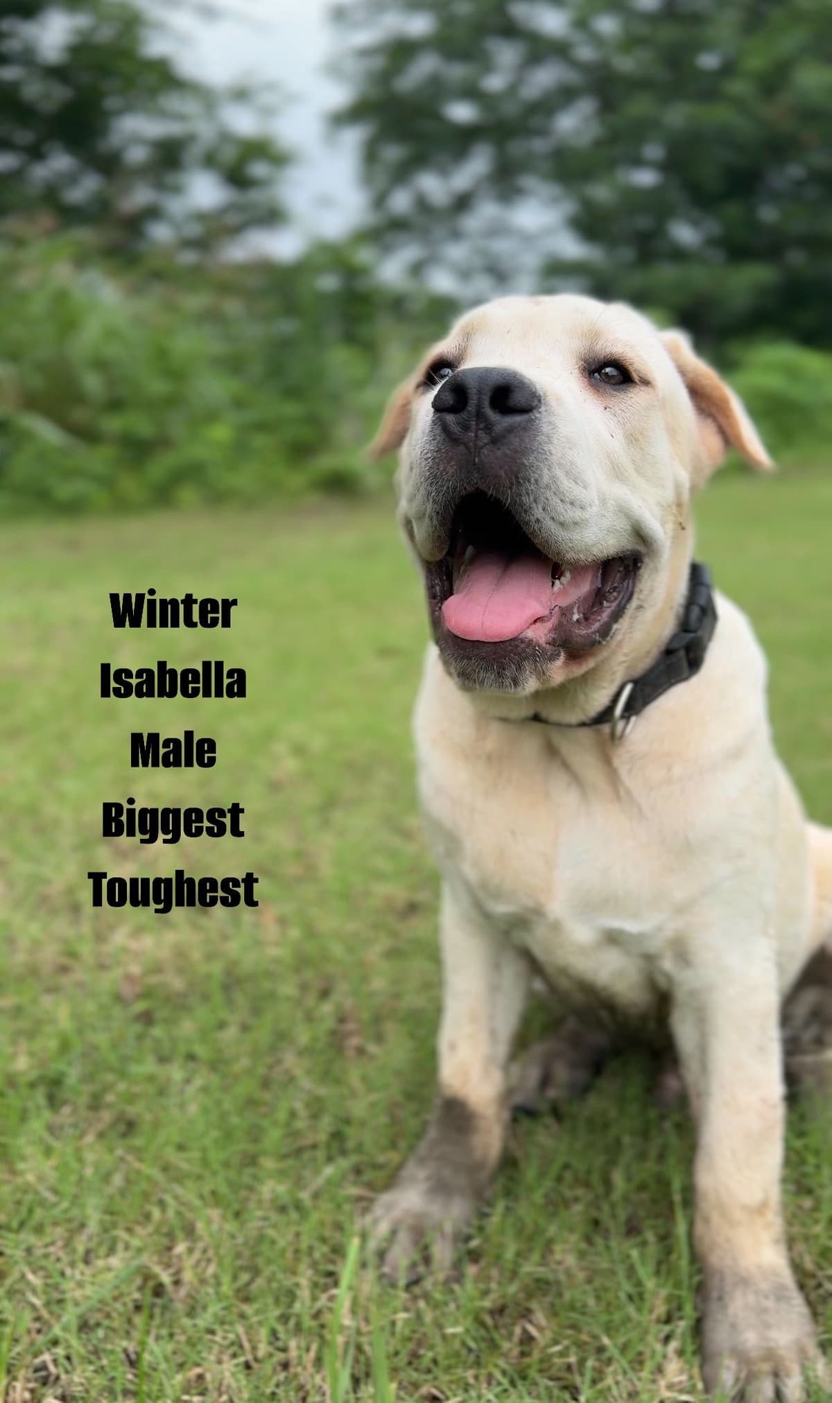 Cane Corso Puppies Rainbow litter breeder image 18