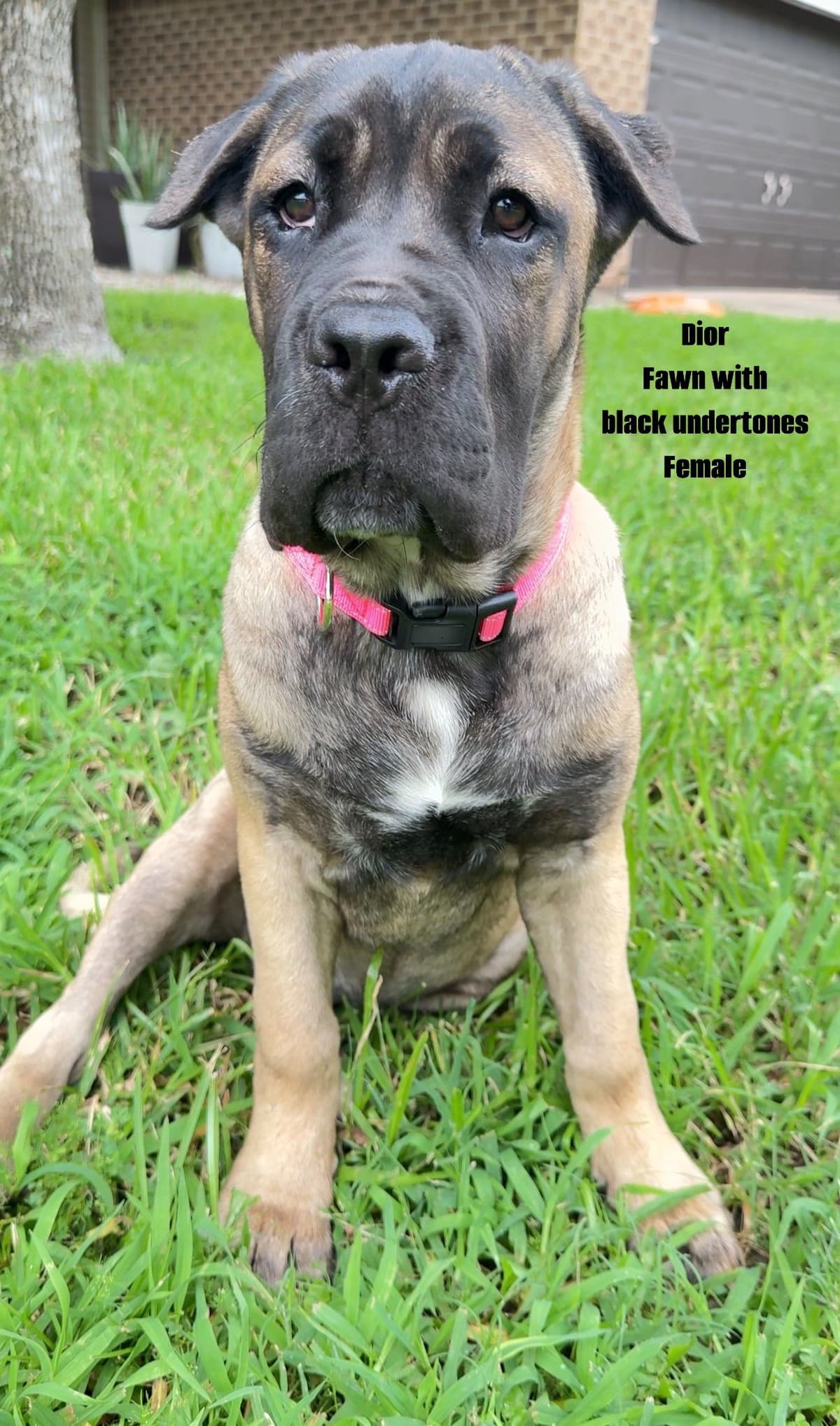 Cane Corso Puppies Rainbow litter breeder image 22