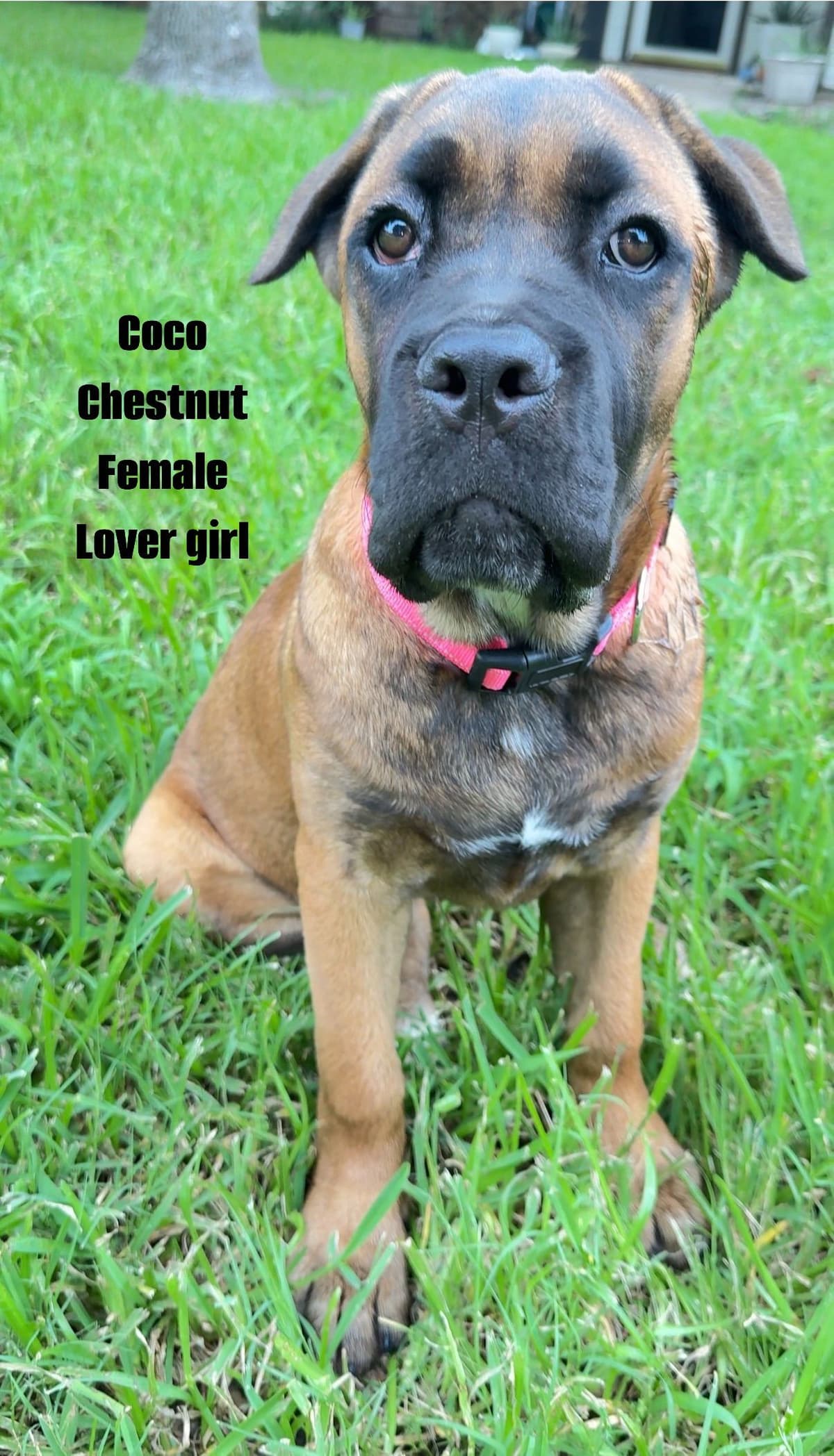 Cane Corso Puppies Rainbow litter breeder image 21