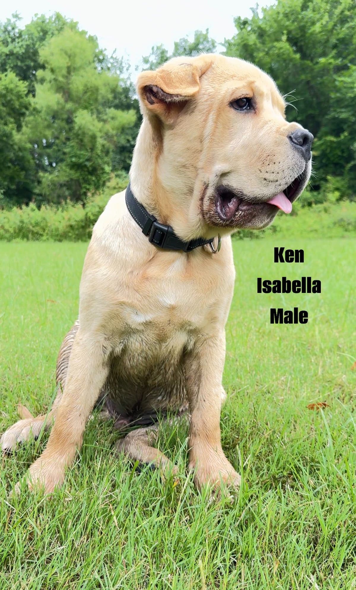 Cane Corso Puppies Rainbow litter breeder image 26