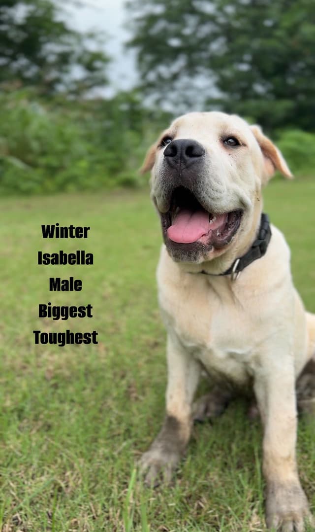 Cane Corso Puppies Rainbow litter media 15