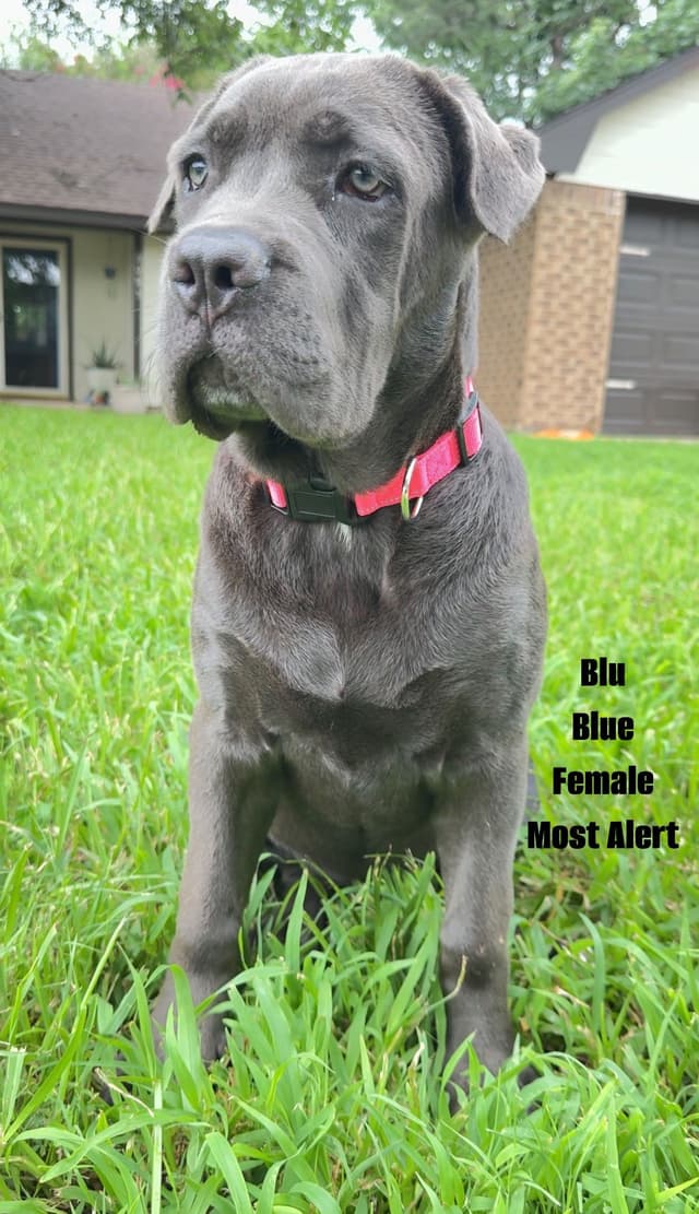 Cane Corso Puppies Rainbow litter media 16