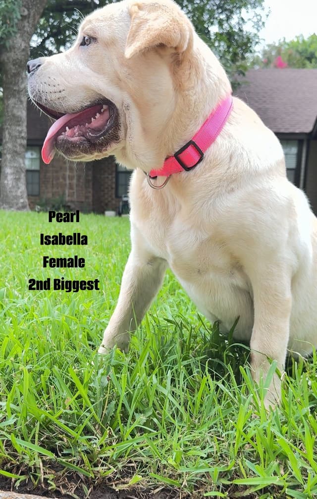 Cane Corso Puppies Rainbow litter media 23