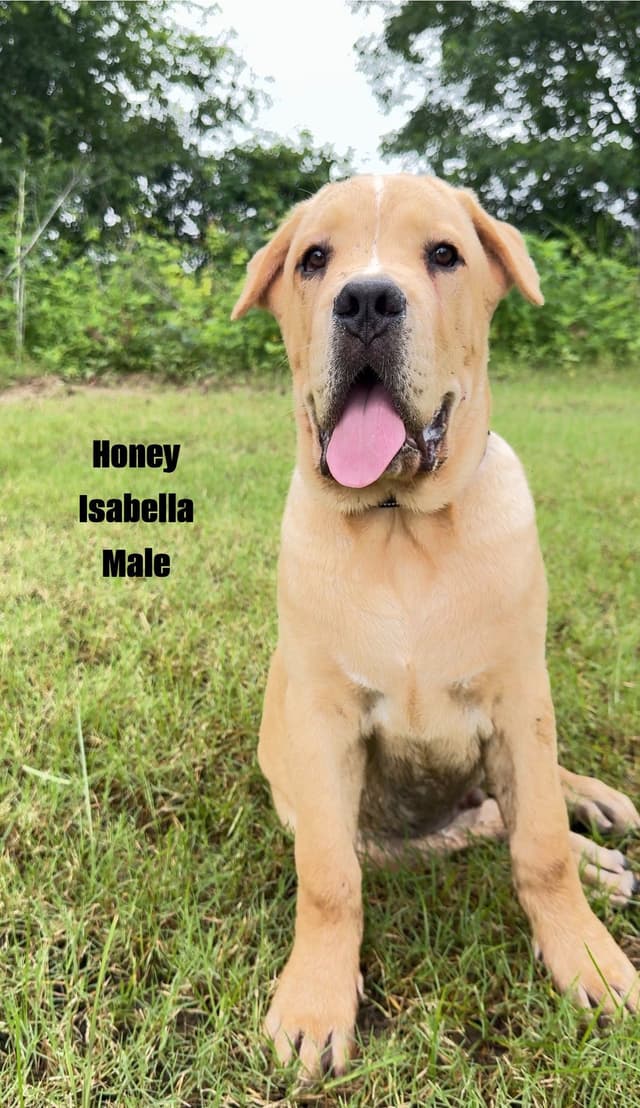 Cane Corso Puppies Rainbow litter media 20