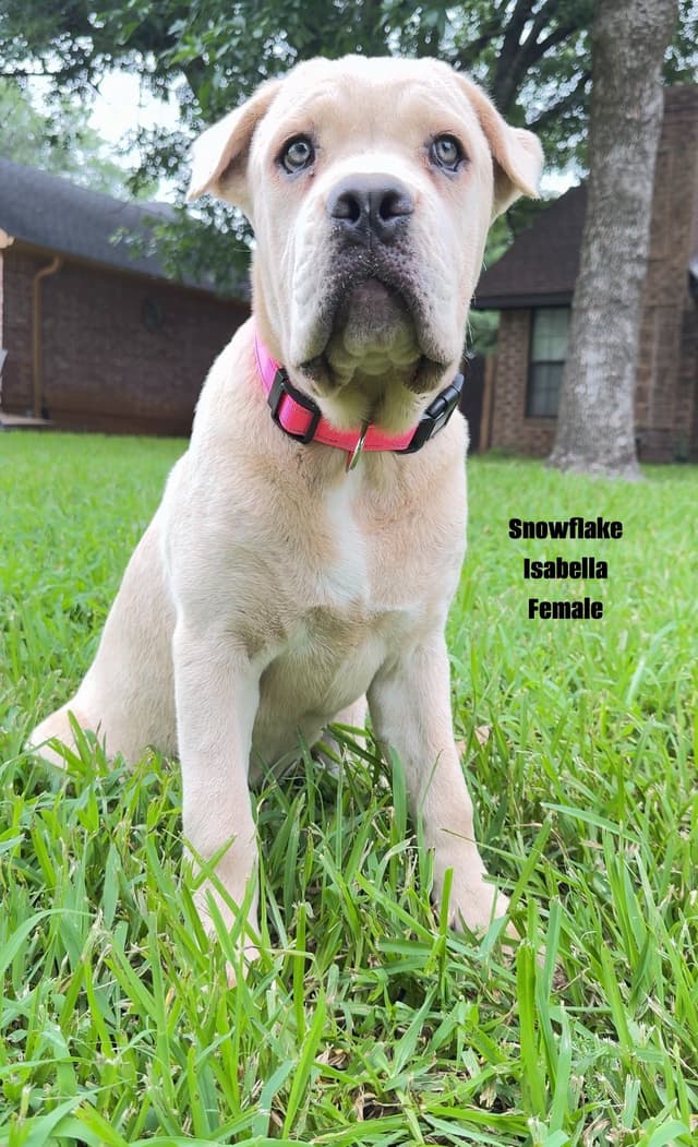 Cane Corso Puppies Rainbow litter media 21