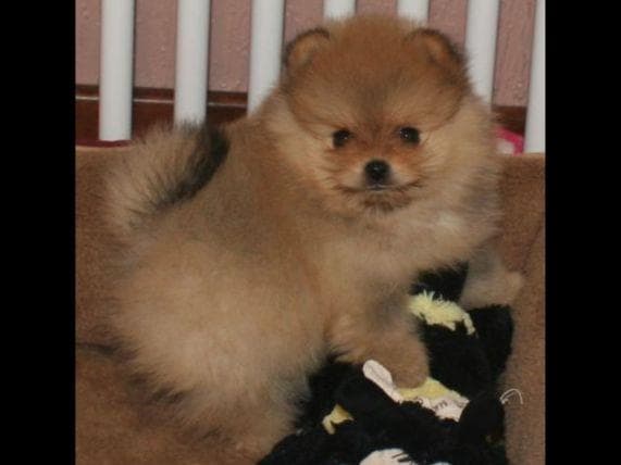 Beautiful AKC Male Pomeranian Puppies breeder image 12