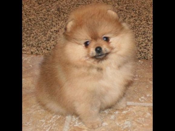 Beautiful AKC Male Pomeranian Puppies breeder image 13