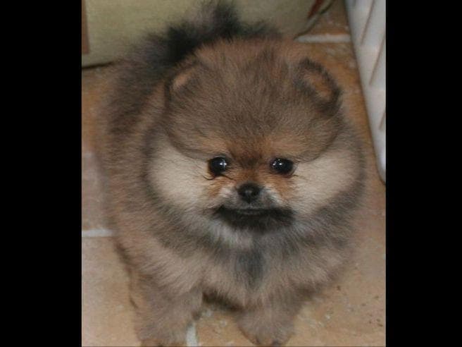 Beautiful AKC Male Pomeranian Puppies breeder image 15