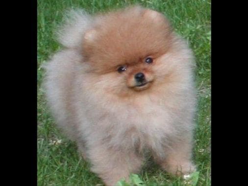 Beautiful AKC Male Pomeranian Puppies breeder image 14