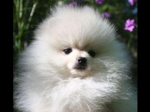 Beautiful AKC Male Pomeranian Puppies breeder image 18