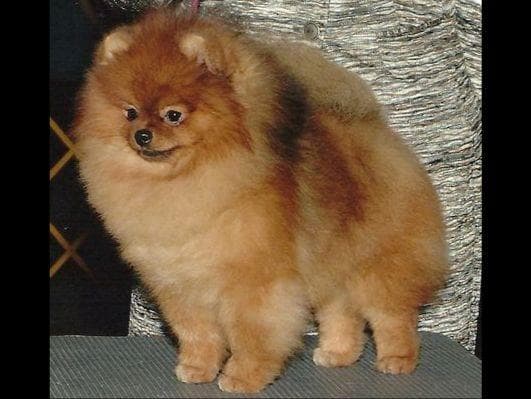 Beautiful AKC Male Pomeranian Puppies breeder image 19