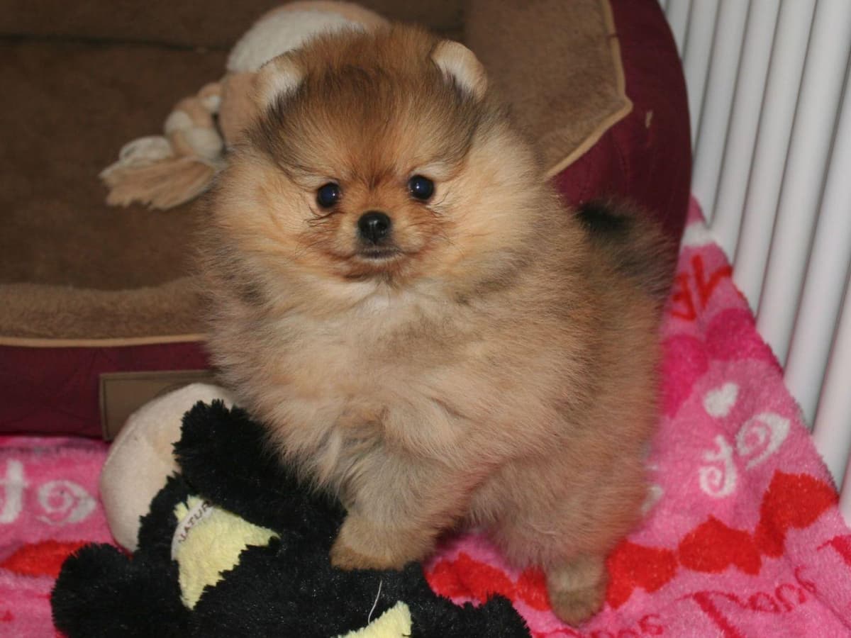 Beautiful AKC Male Pomeranian Puppies breeder image 21