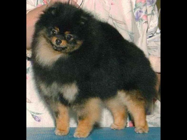 Beautiful AKC Male Pomeranian Puppies breeder image 22