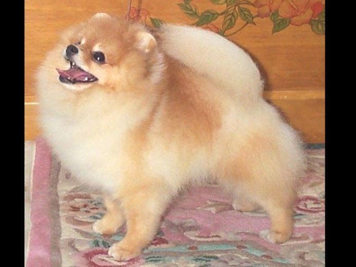 Beautiful AKC Male Pomeranian Puppies breeder image 23