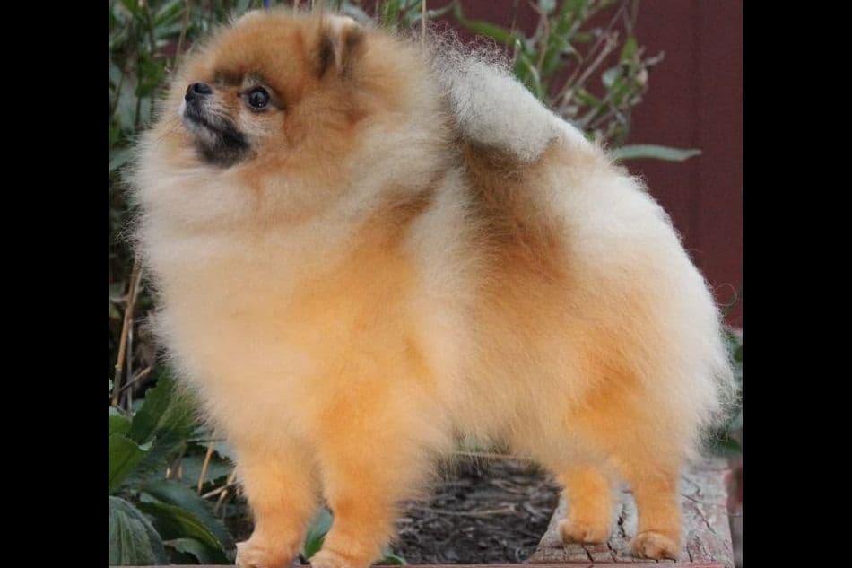 Beautiful AKC Male Pomeranian Puppies breeder image 10