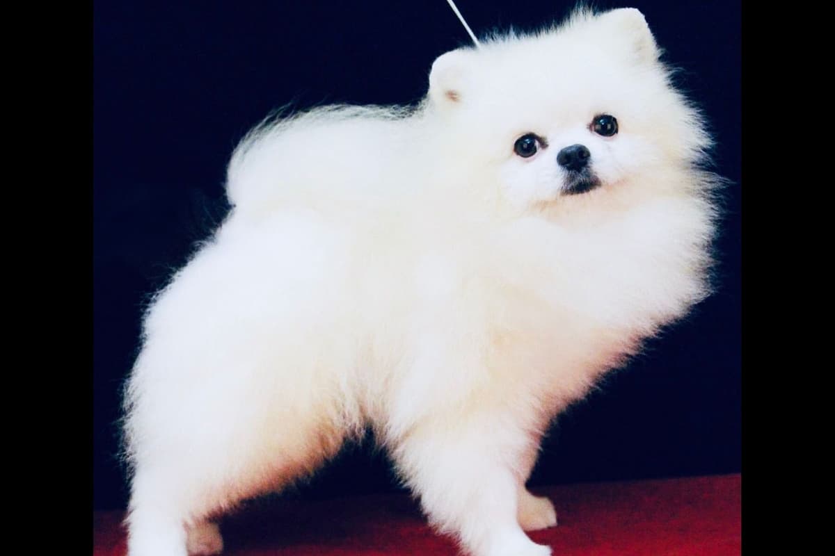 Beautiful AKC Male Pomeranian Puppies breeder image 4