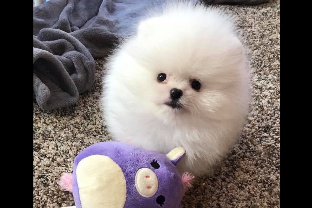 Beautiful AKC Male Pomeranian Puppies breeder image 8