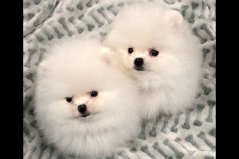 Beautiful AKC Male Pomeranian Puppies breeder image 9