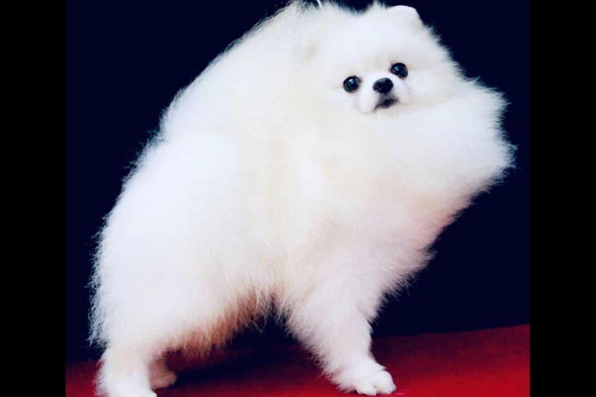 Beautiful AKC Male Pomeranian Puppies breeder image 6