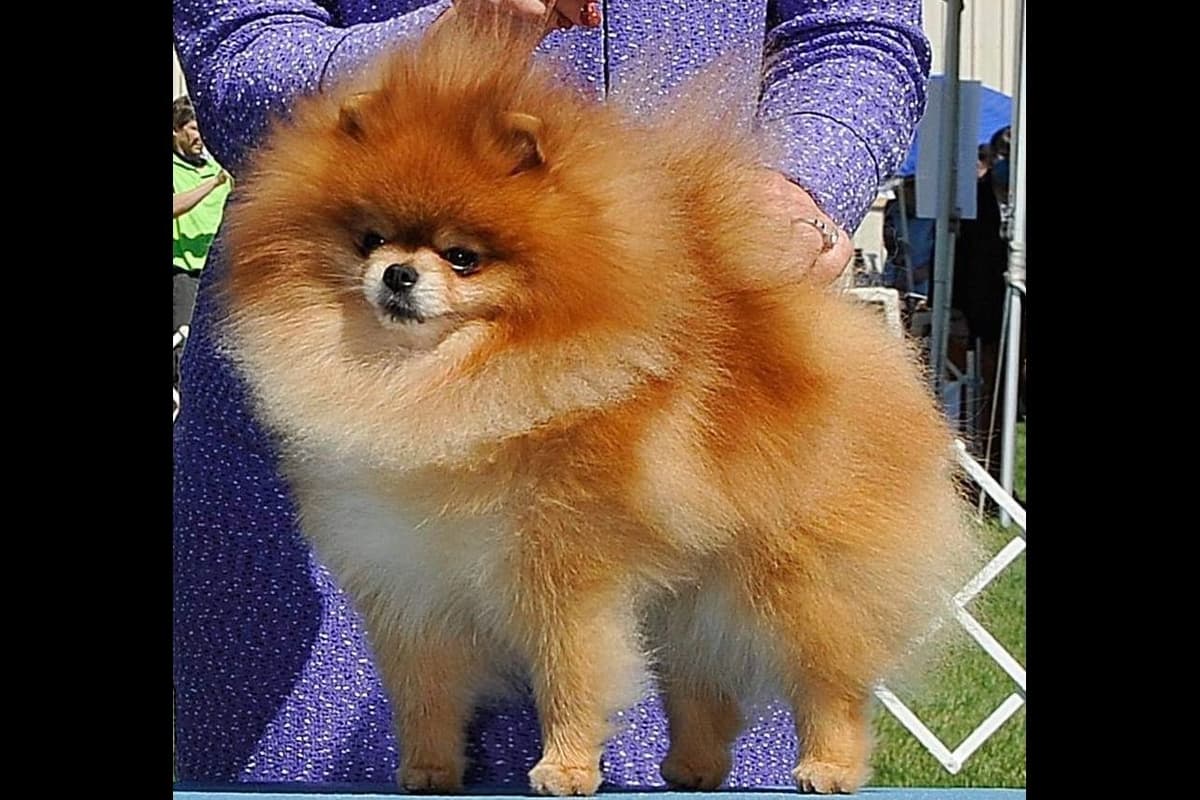 Beautiful AKC Male Pomeranian Puppies breeder image 5