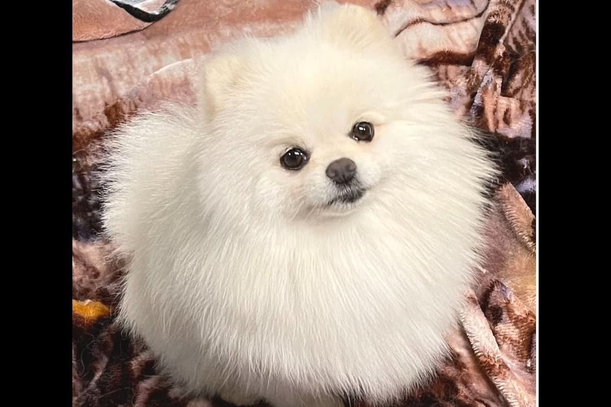 Beautiful AKC Male Pomeranian Puppies breeder image 7
