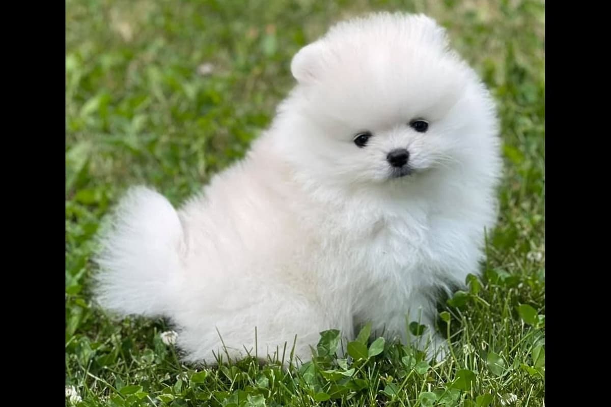 Beautiful AKC Male Pomeranian Puppies breeder image 1