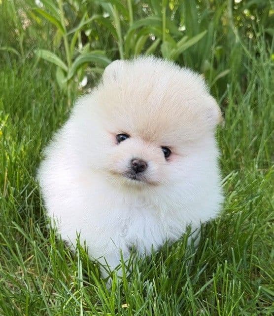 Georgeous AKC Pomeranian Puppies from Top Winning AKC Show Lines media 2