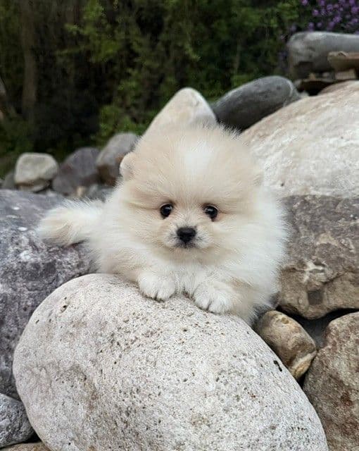Beautiful AKC Male Pomeranian Puppies media 2